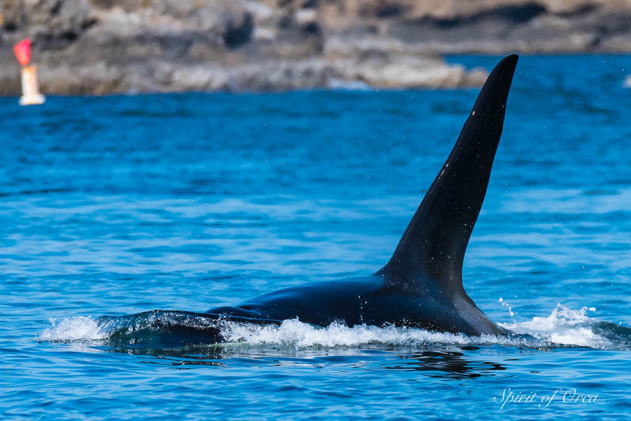 Orcas In The Islands -Seals and Sea Birds - Spirit of Orca