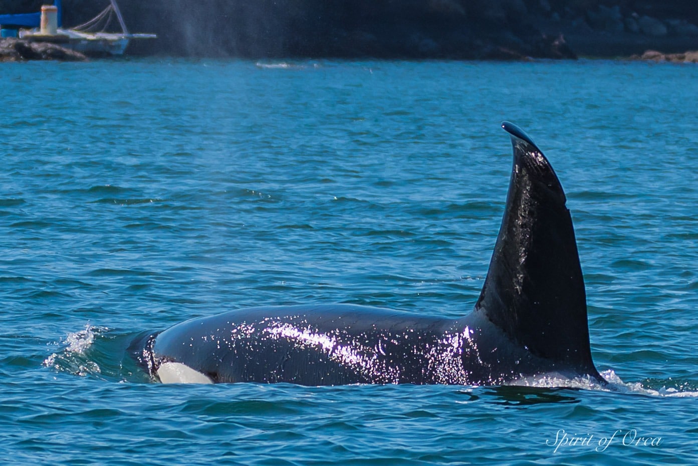 Orcas In The Islands -Seals and Sea Birds - Spirit of Orca