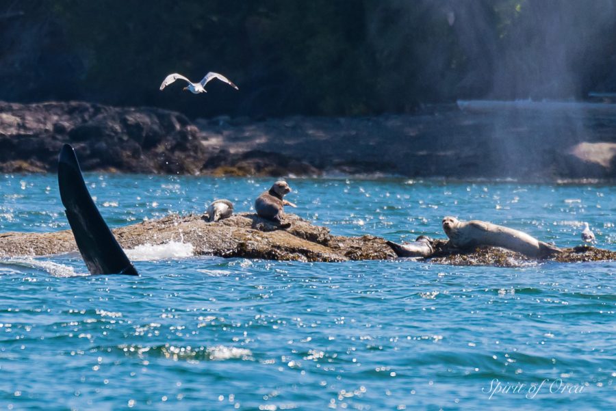 Orcas In The Islands