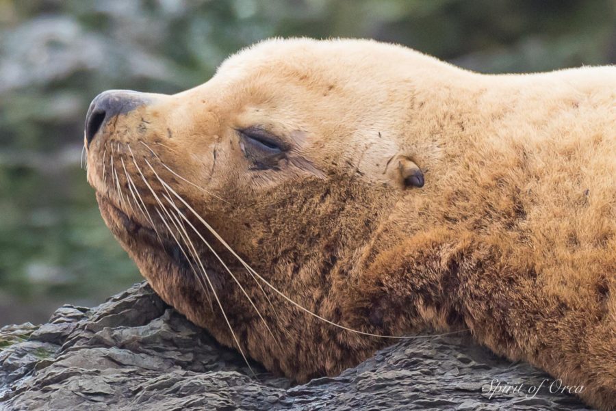 stellar sea lion