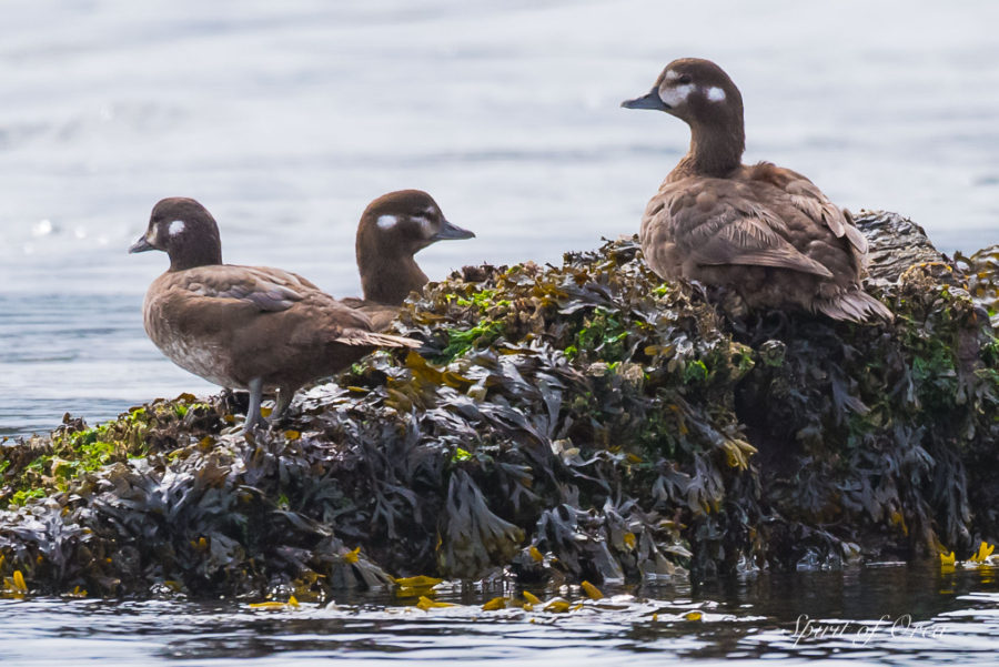 harlequin duck