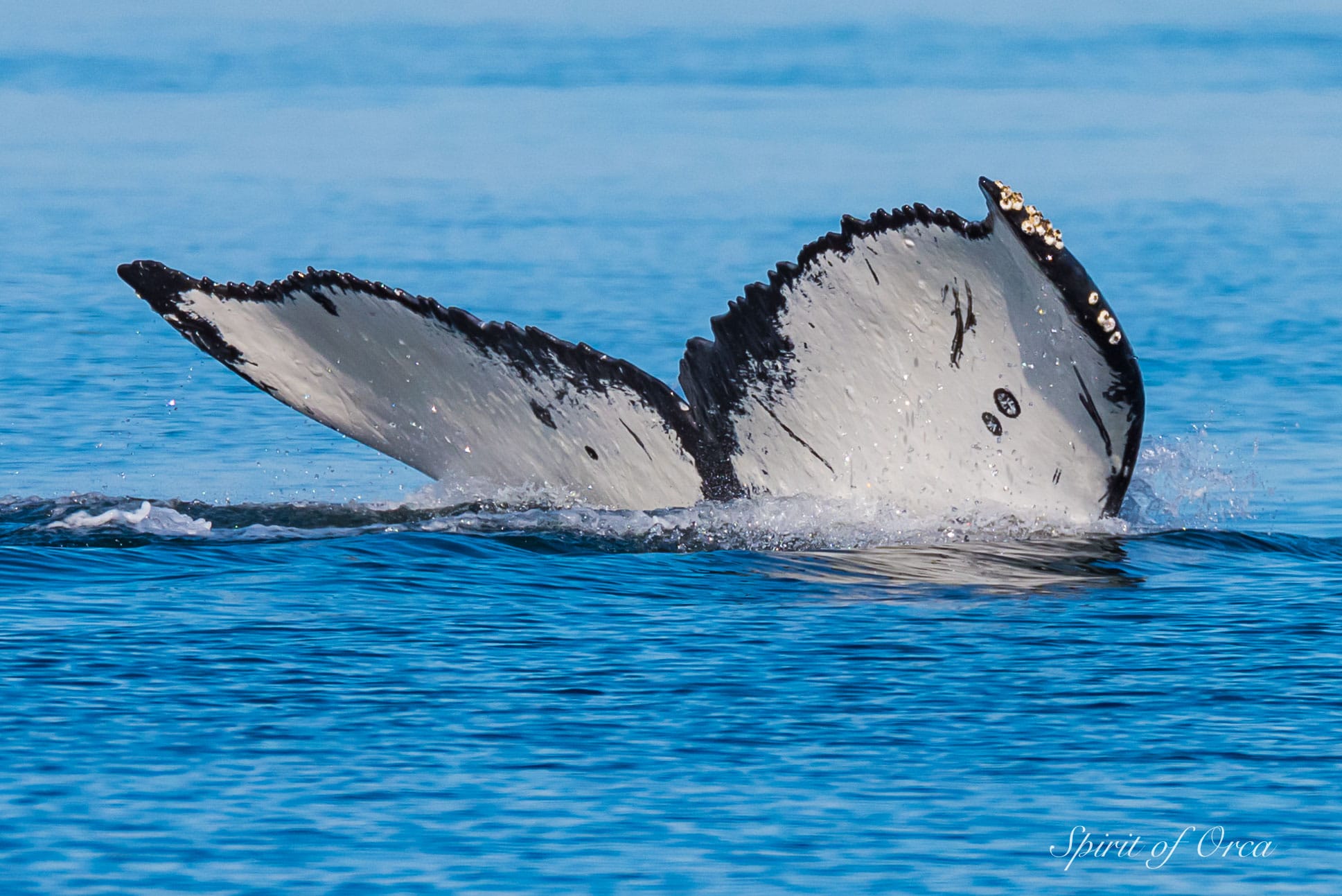 two spot humpback whale