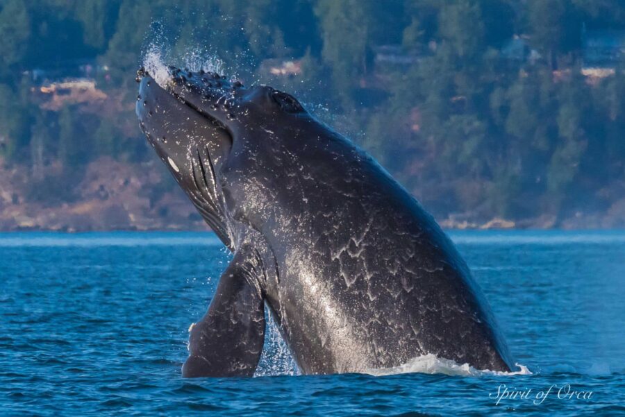 Pair of breaching Humpbacks