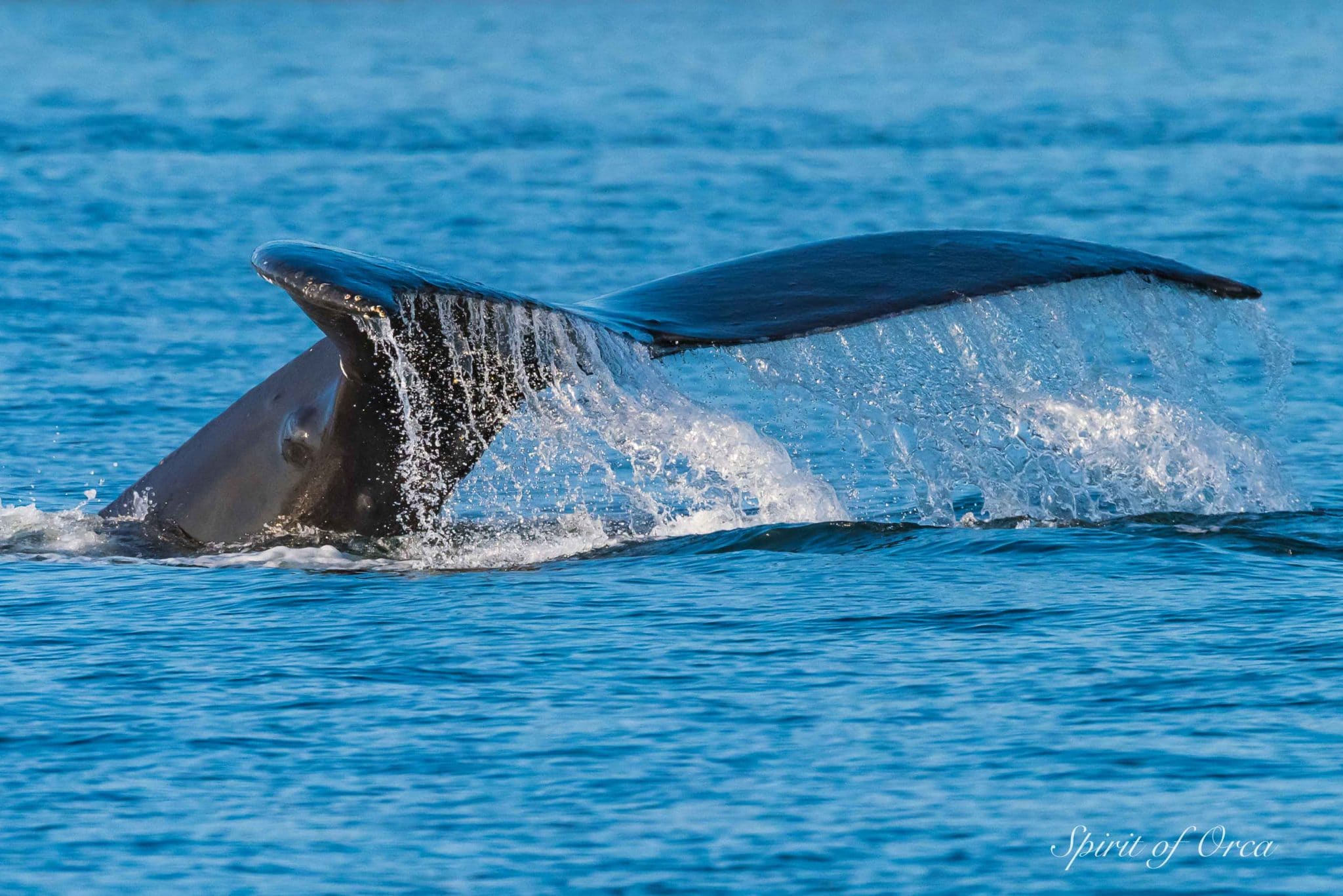 pair of breaching humpback