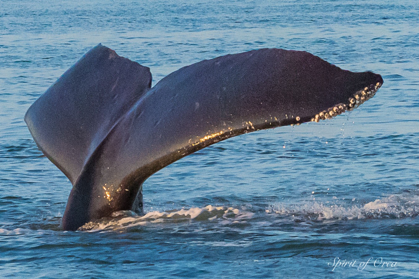 pair of breaching humpback