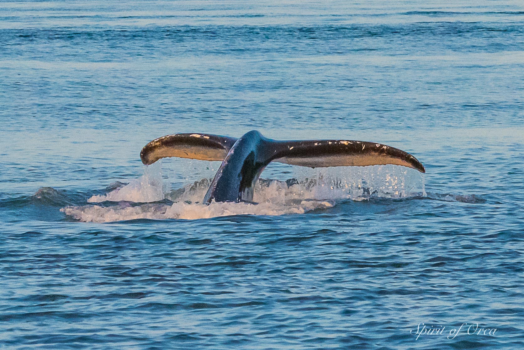 baby humpback tail