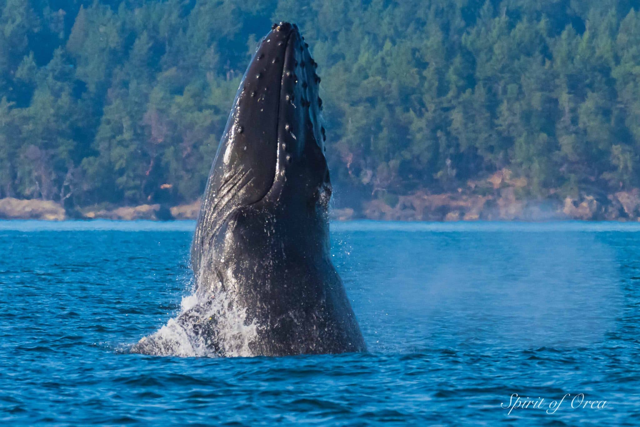 Pair of breaching Humpbacks , a Gray Whale and more - Spirit of Orca