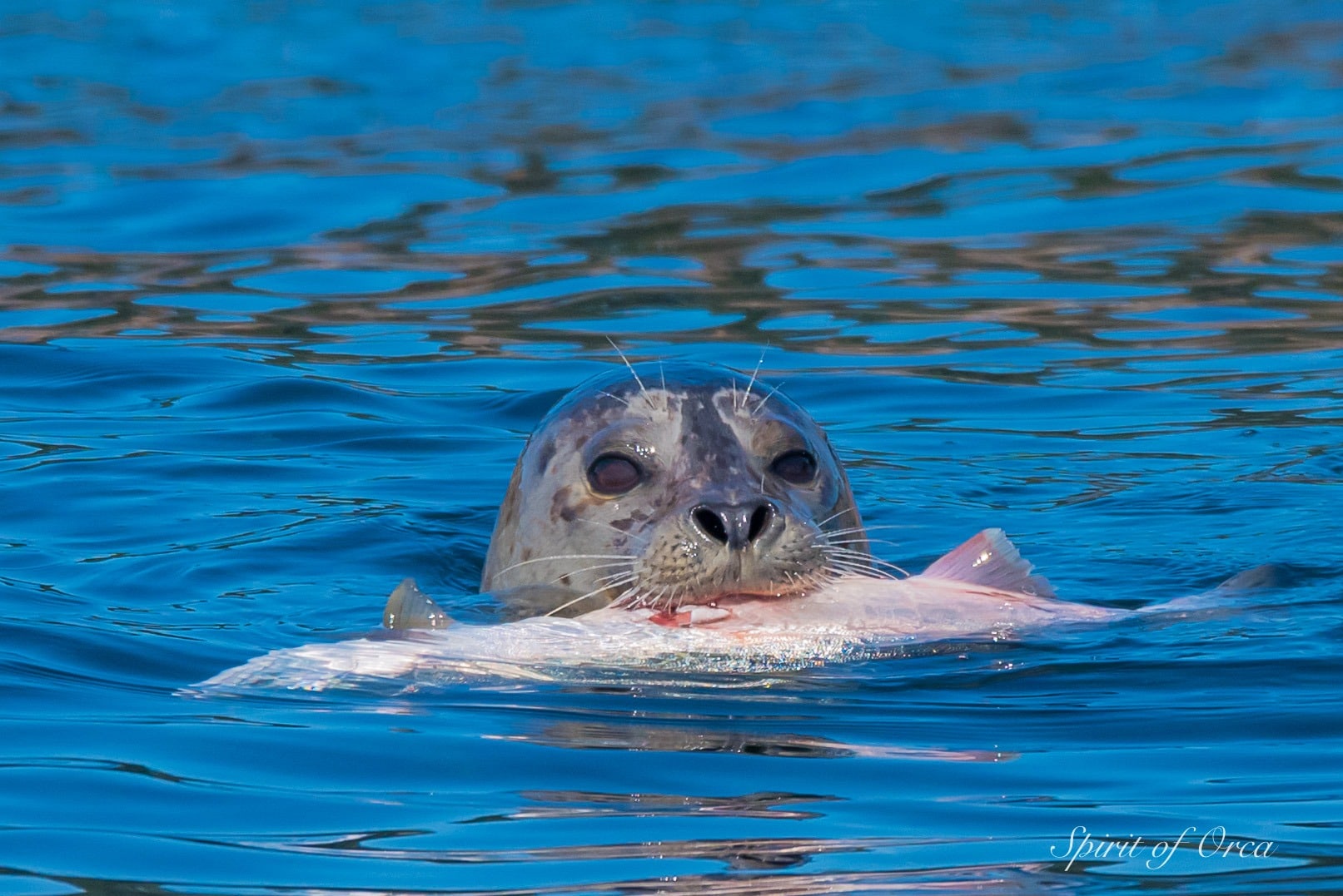 seal with salmon