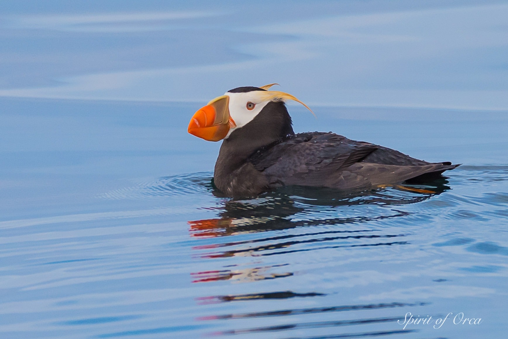 tufted puffin