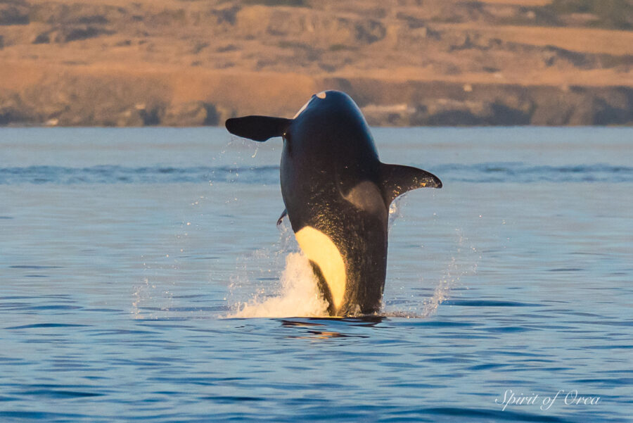 J-Pod's Third Day Foraging