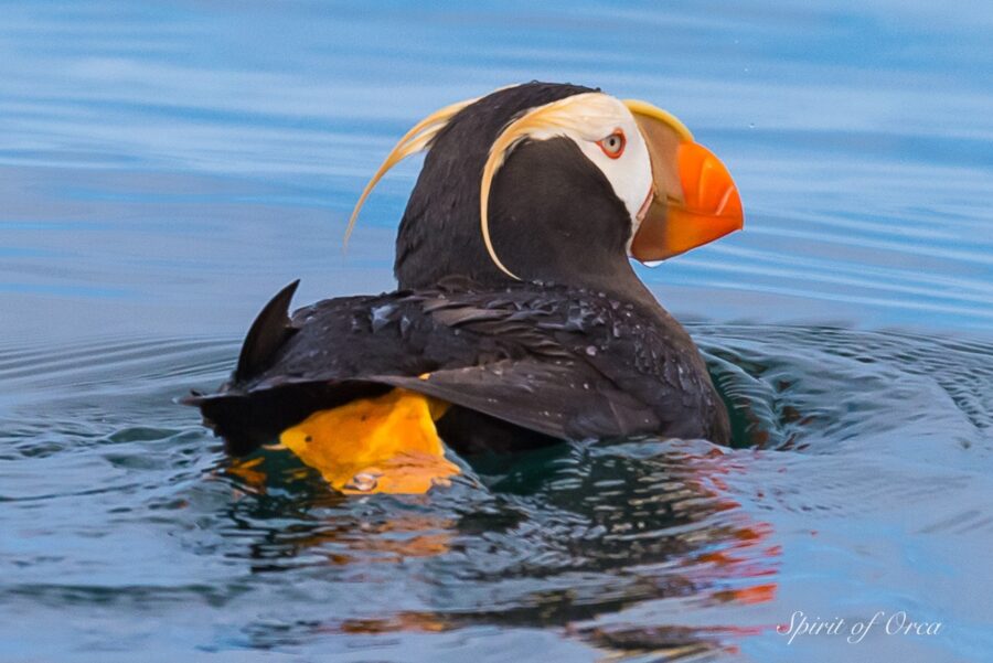 tufted puffin