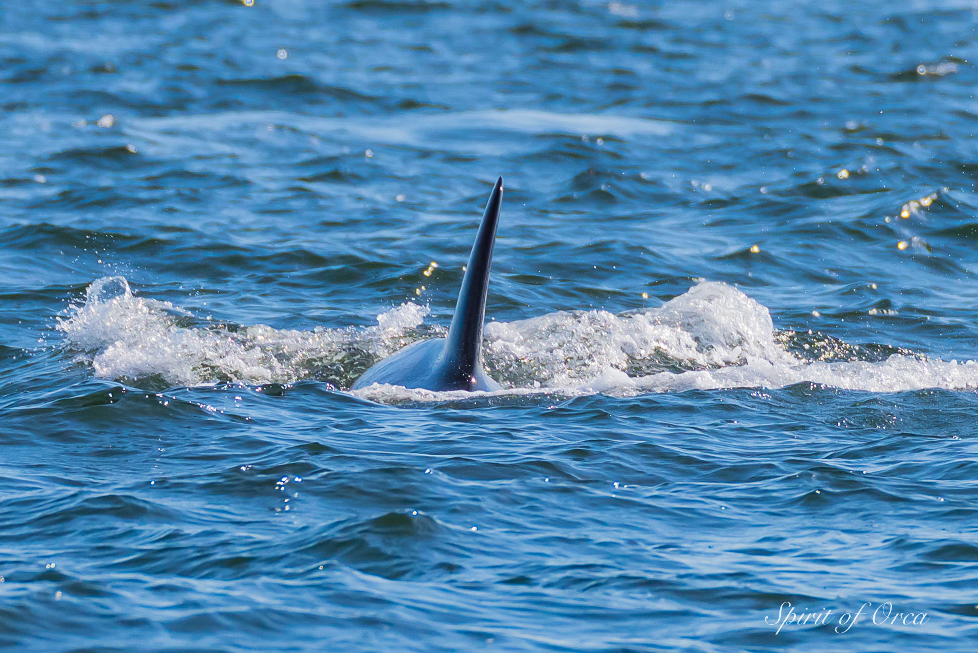 Orca at Salt Spring - and Flying Orca - Spirit of Orca