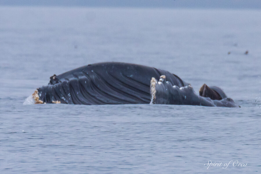 Humpback Whale Lunge Feeding