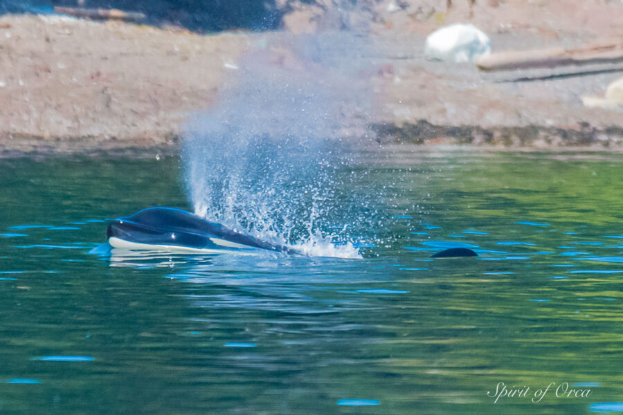 Orca, Seabirds and Jellyfish