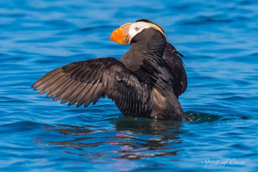 tufted puffin