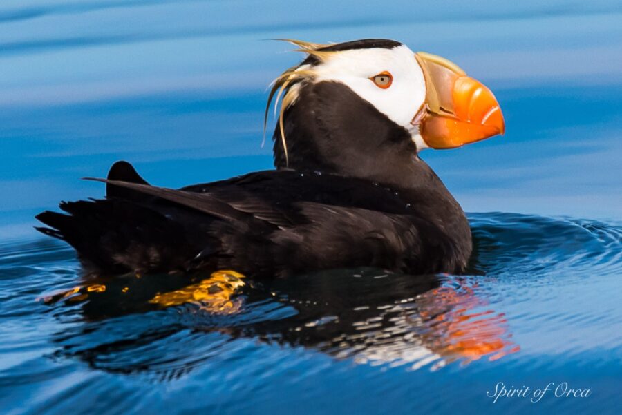 19 Orca, Humpback, & Puffins