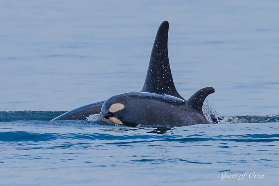 J Pod Just Chillin