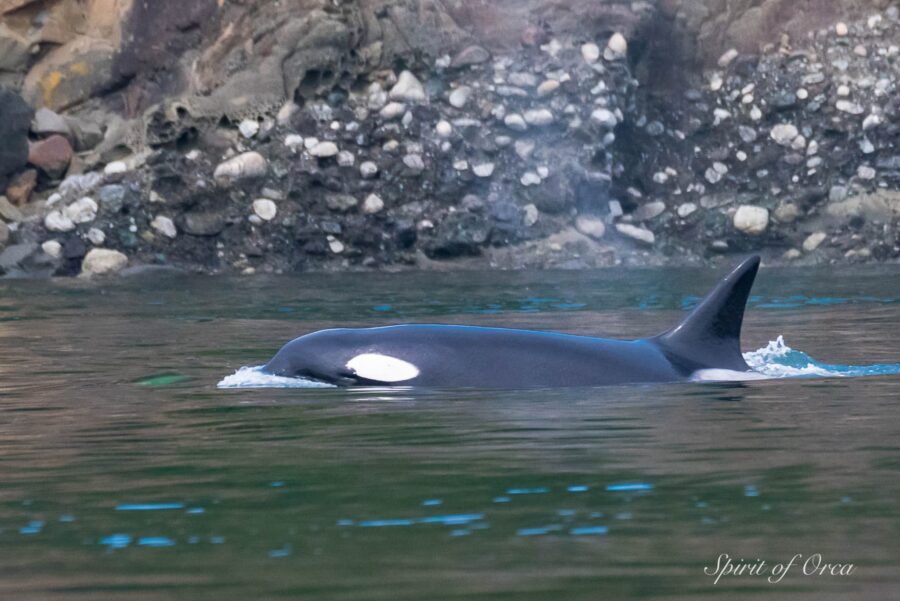 Bigg’s Orca Kill Seals