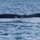 Humpback Whale Named Bond