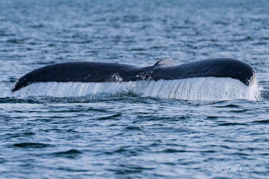 Humpback Whale Named Bond