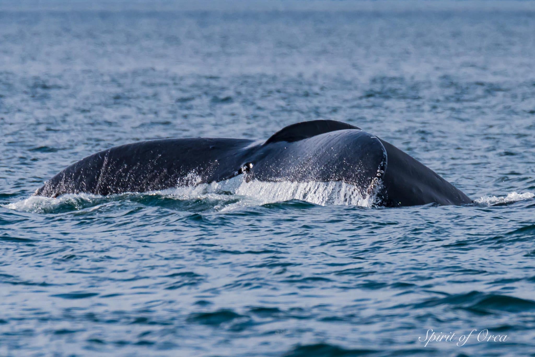 Humpback Whale Named Bond - Spirit of Orca