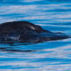 Bond MMX0007 Humpback Whale