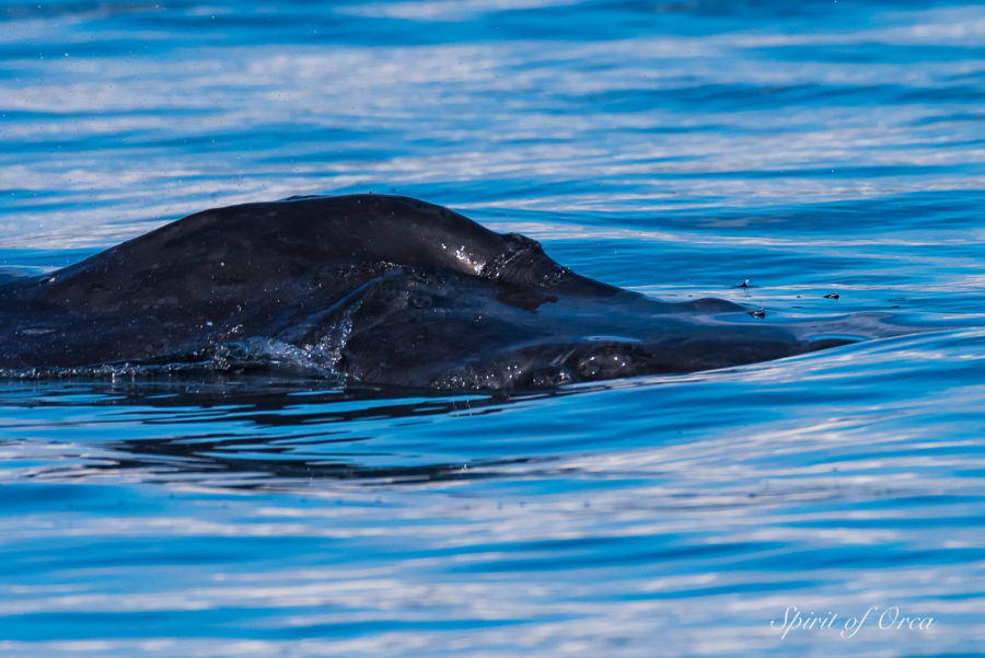 Bond MMX0007 Humpback Whale