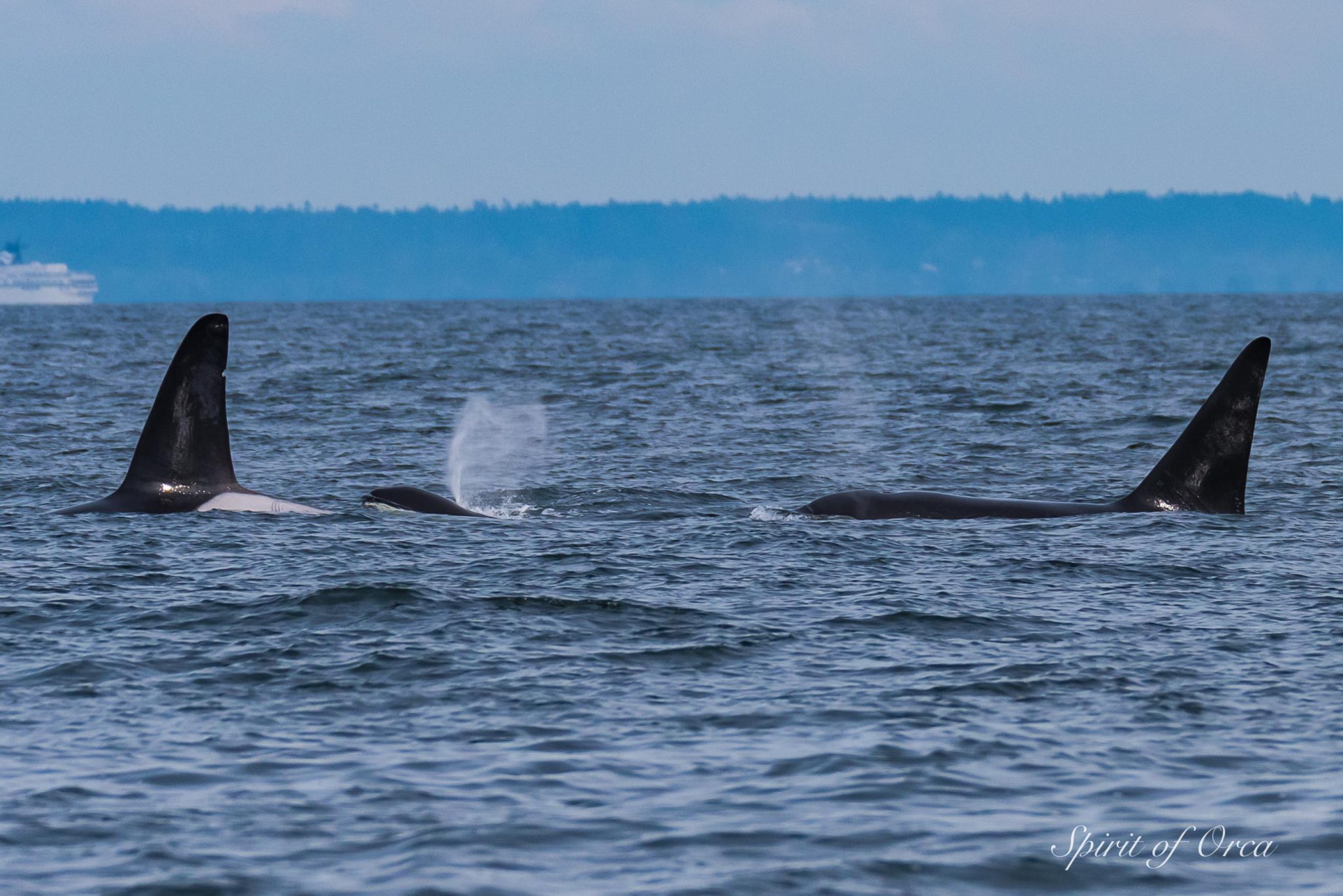 T18's Biggs Orca - and a Humpback named Bond - Spirit of Orca