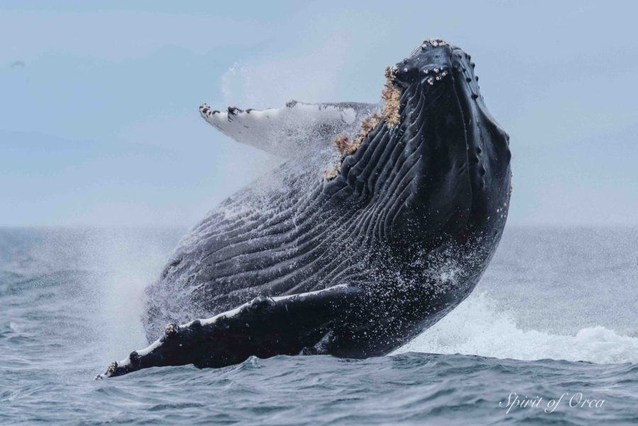 Humpback Tour of the Year