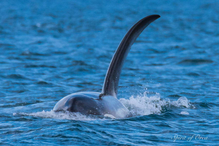 Orcas in Haro Strait