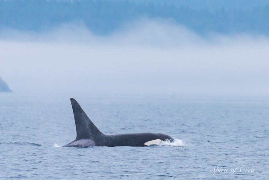 T18’s, and young Humpback