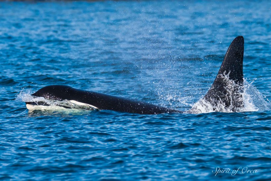 K and L Pod SRKW’s