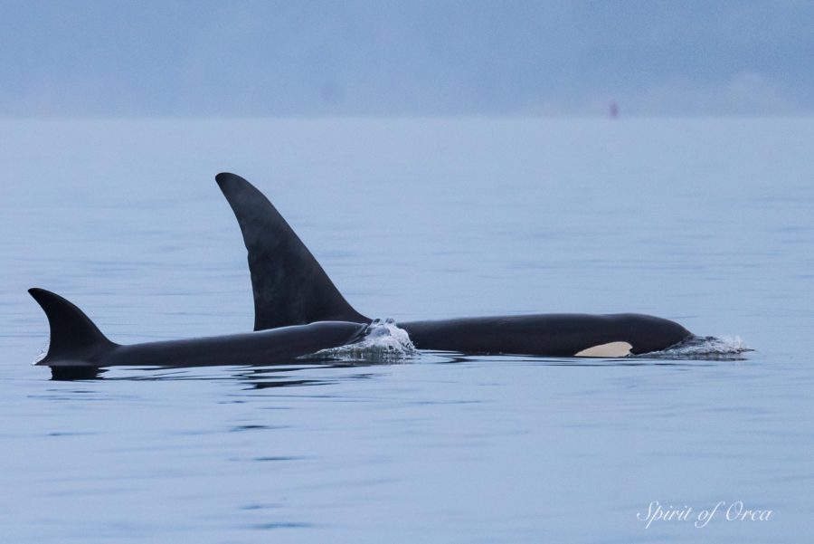 Seabirds Biggs Orca and Humpback