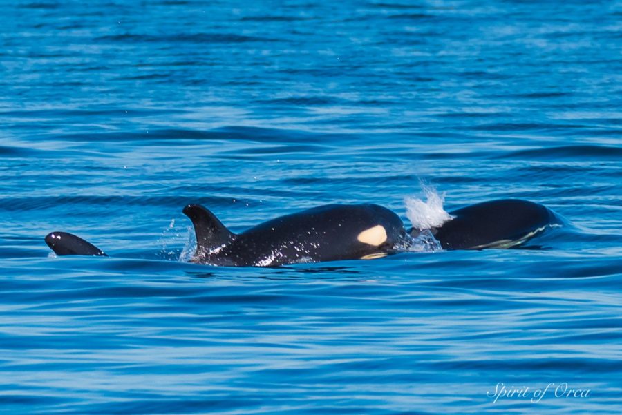 J Pod in Haro Strait