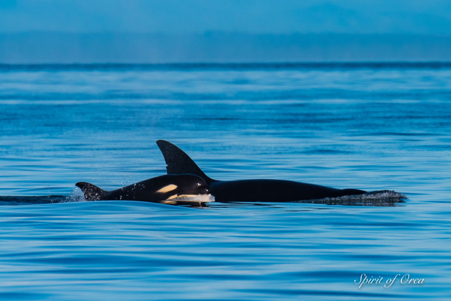 Beautiful Whales Beautiful Day