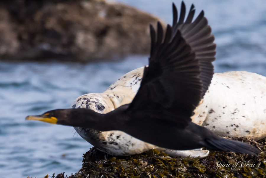 Photo-bombed by a Cormorant