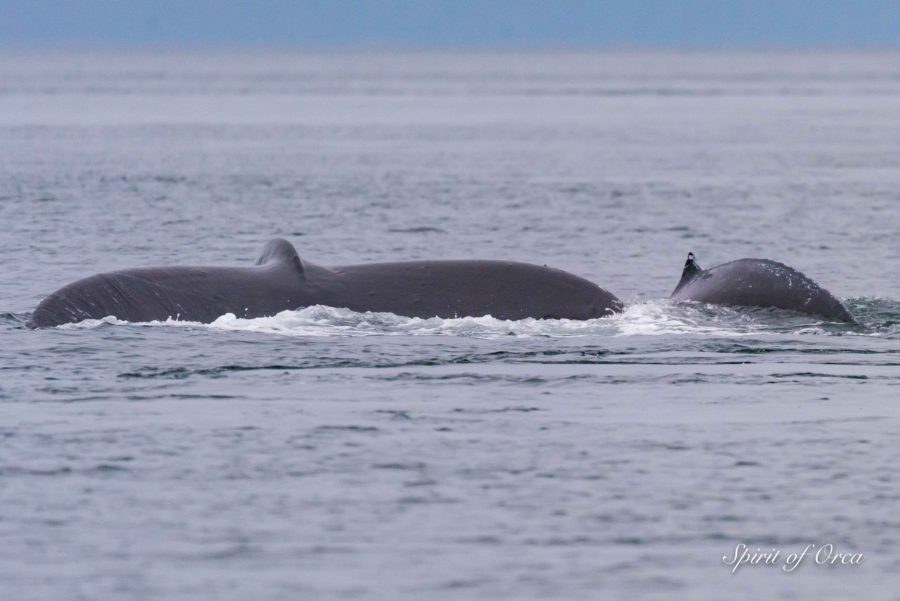 Mama Zephyr and Calf