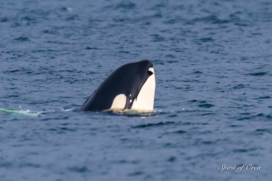 L72 Racer and other L Pod Orcas