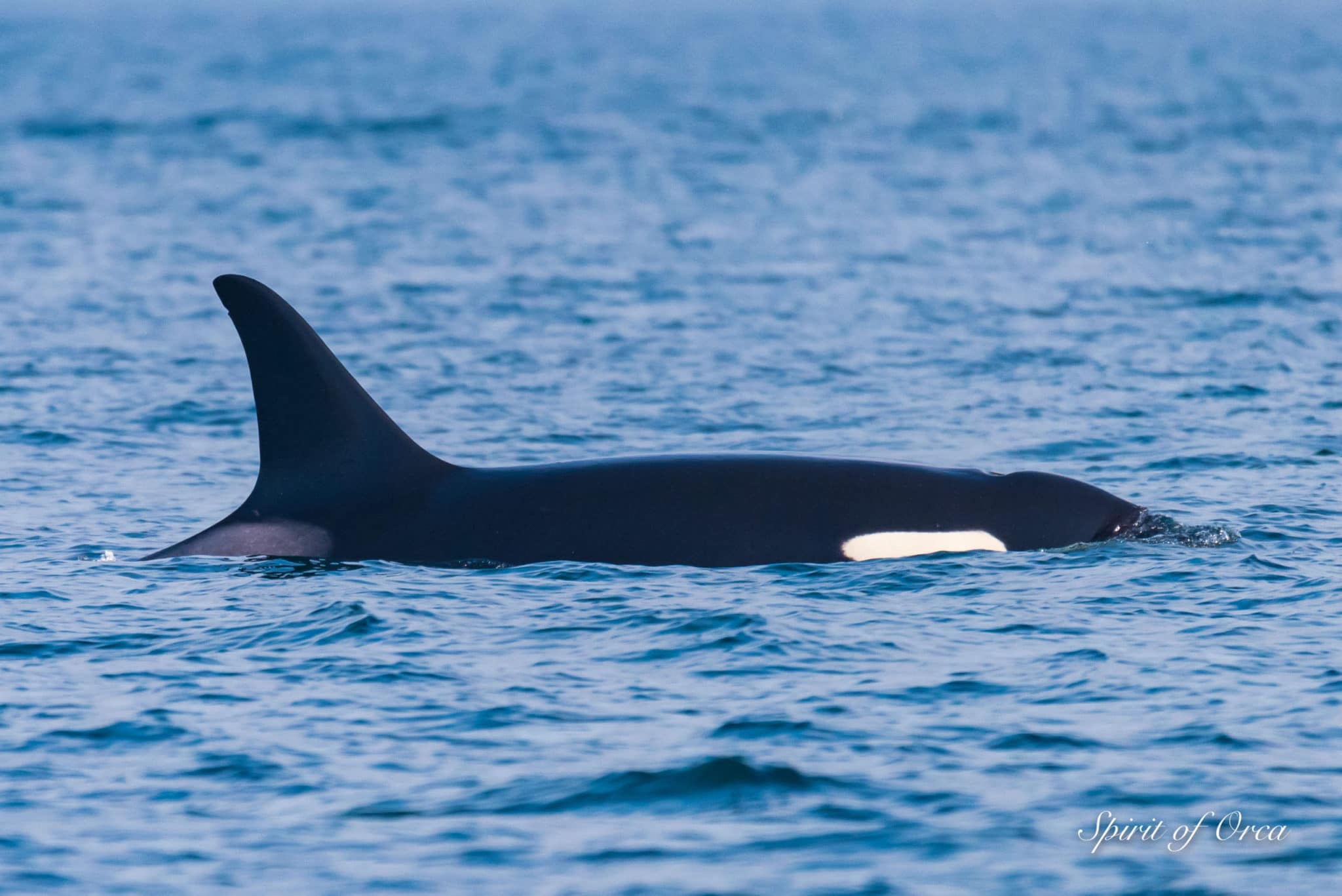 L72 Racer and other L Pod Orcas - Spirit of Orca