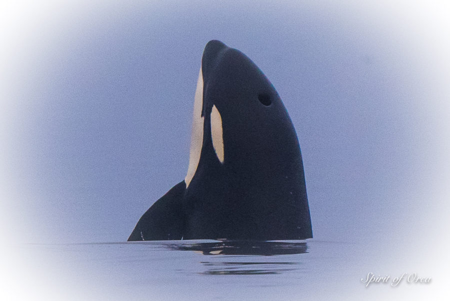 Biggs Orca Killing Stellar Sea Lions