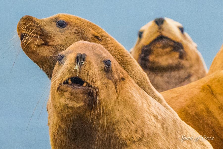 Sea Bears and Humpbacks