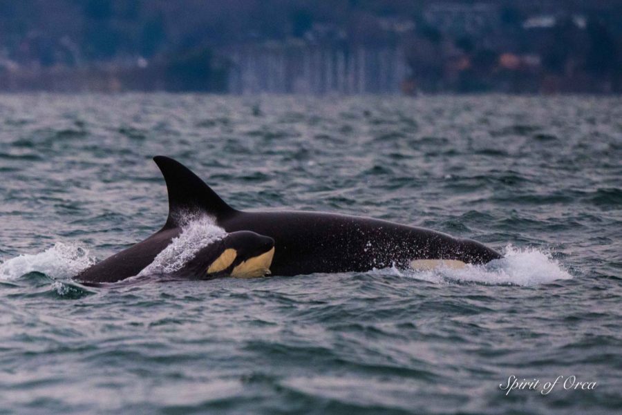 Otters & Orcas, Sea Bears & Bald Eagles