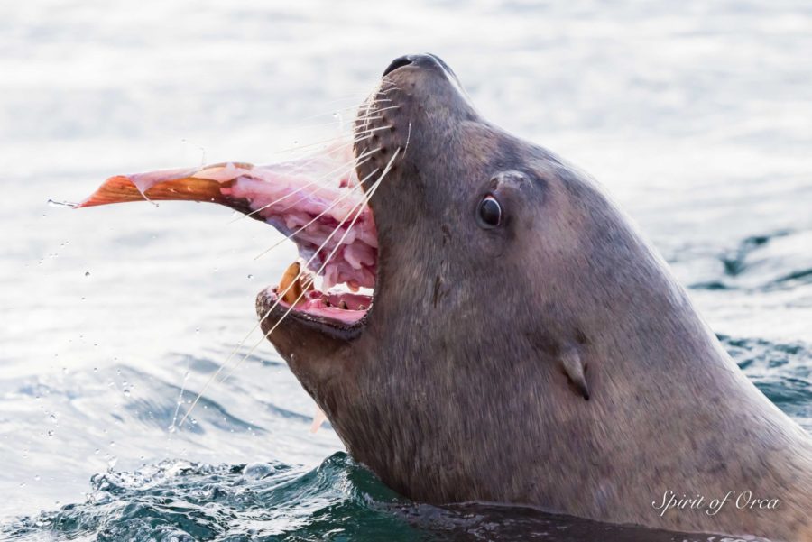 Elusive Orca and Feasting Sea Lion