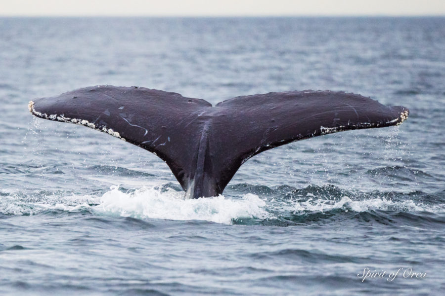 Deep Diving Resident Orcas