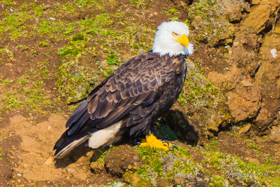 February Bird Outing