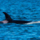 Orcas in Friday Harbor