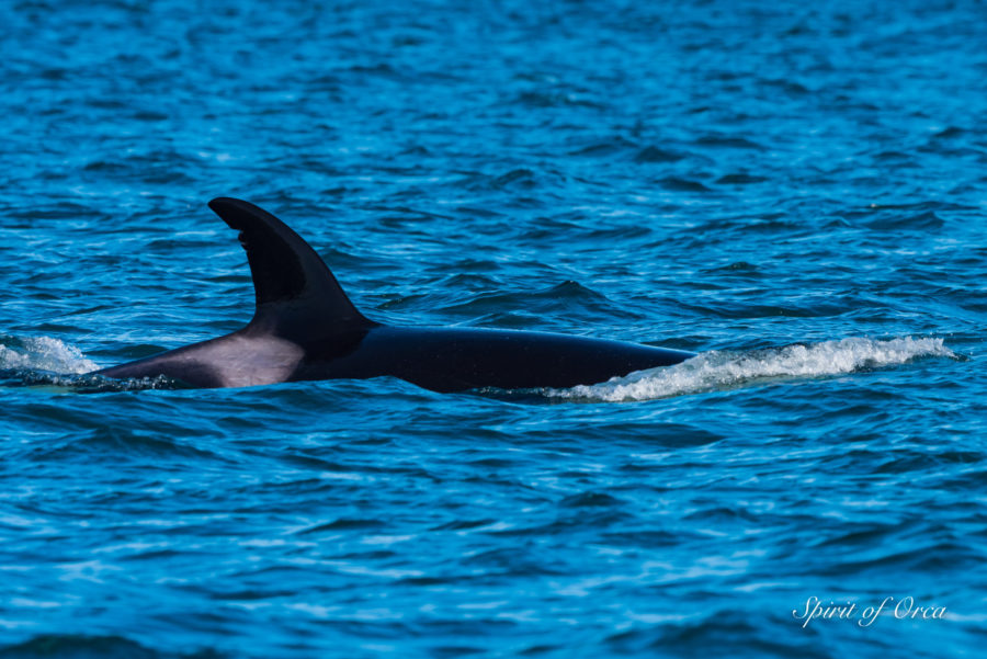 Orcas in Friday Harbor