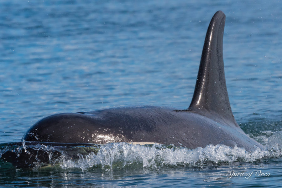 J Pod in Haro Strait