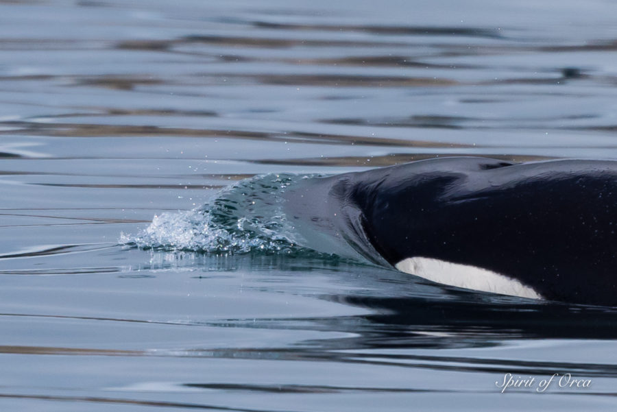 T46 Orcas and Many Seabirds