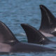 Exotic Orcas visit the Salish Sea